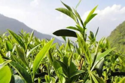 茶树之间除草木打一字,茶间草木情